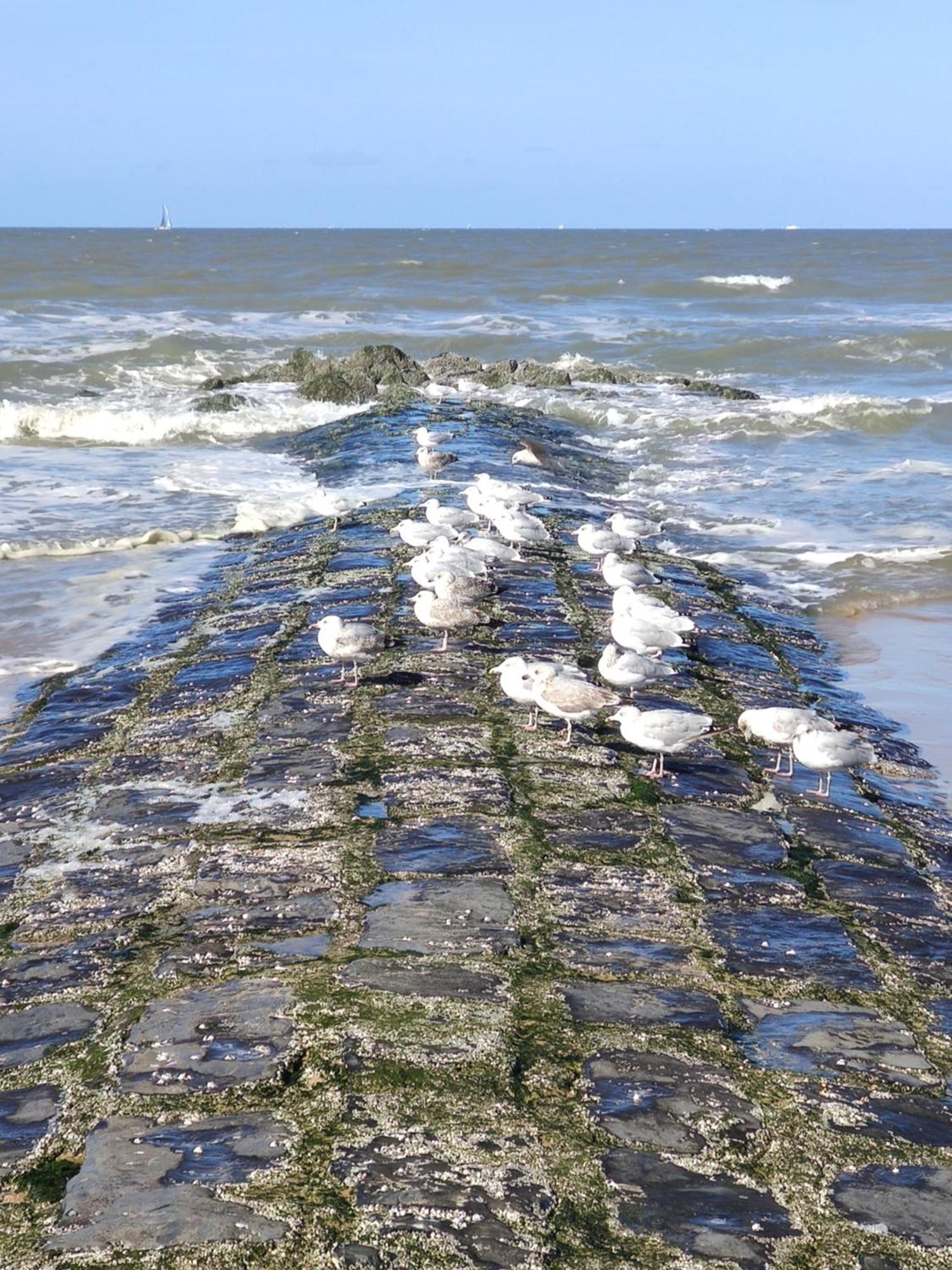 Seaside4You De Haan Eksteriør bilde